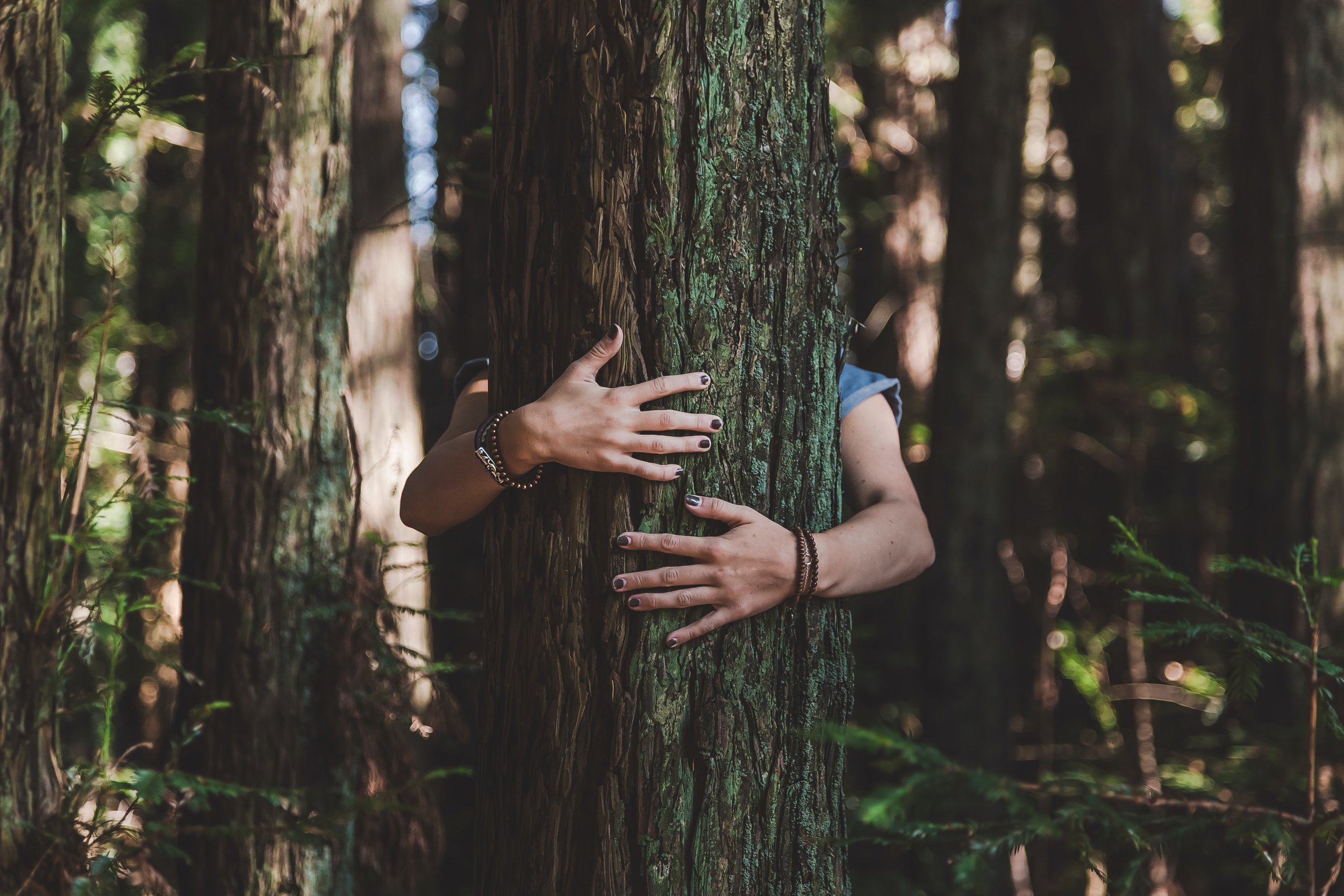 one person is wrapping their arms around a tree in the forest and hugging it. You can only see the person's hands and arms around the tree.