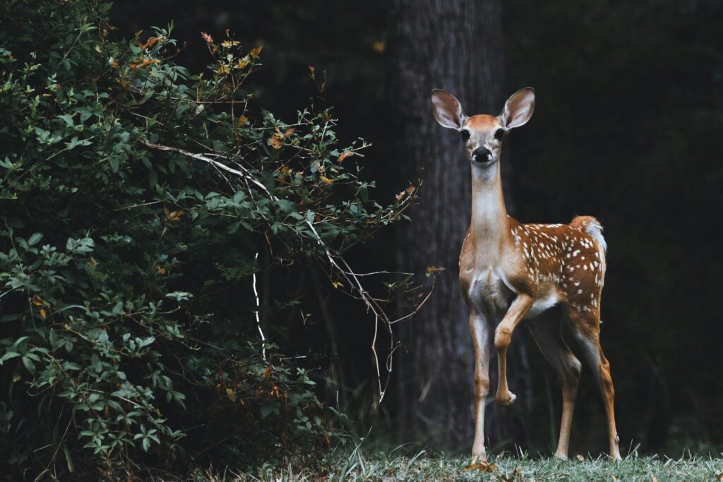 a deer in the woods with her leg up staring at the camera. a deer spirit animal symbolizes grace