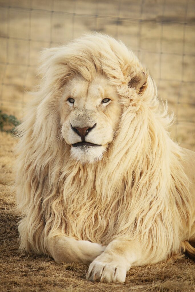 a lion lying down, pale, mane flowing in the wind. a lion spirit animal symbolizes courage.
