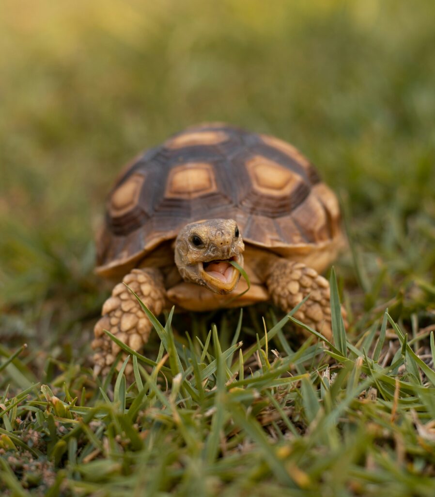 a turtle eating grass. a turtle spirit animal symbolizes calmness.